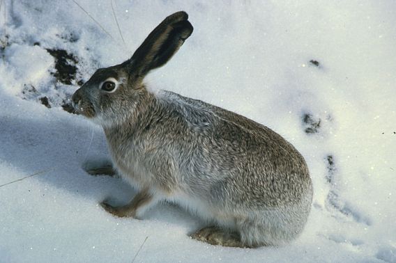 White-tailed jackrabbit