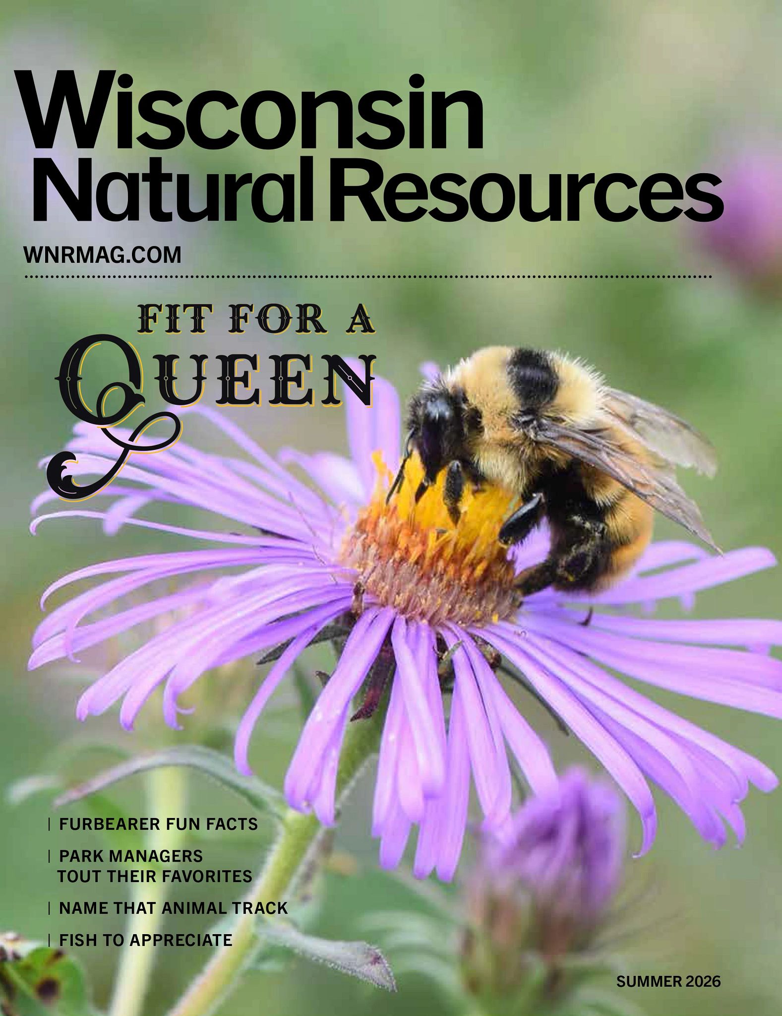 Cover of "Wisconsin Natural Resources" magazine, Summer 2026 issue. Features a queen redbelted bumble bee on a purple flower. Text on the cover highlights topics like furbearers, park favorite, animal tracks and fishing.