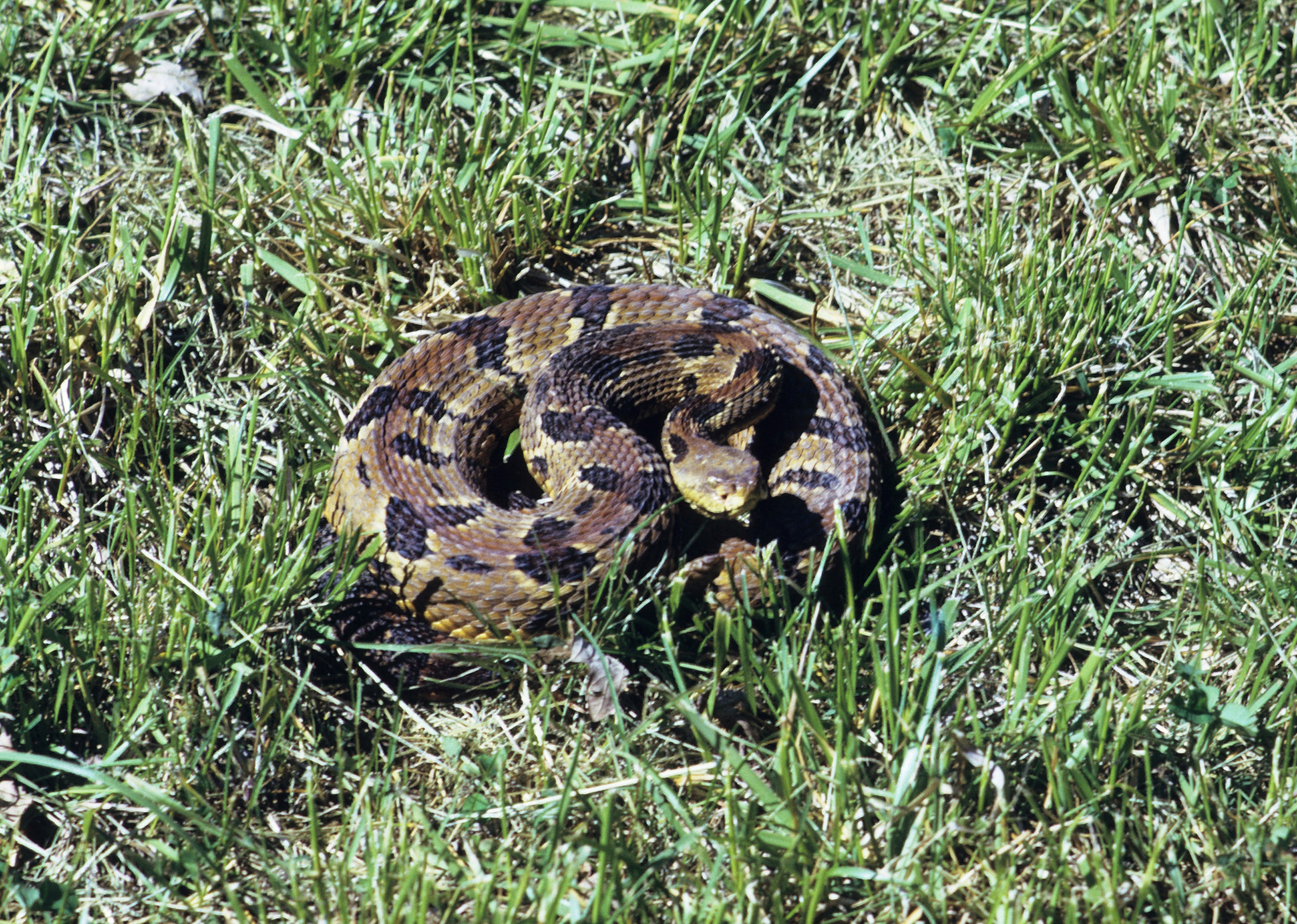 Steve Keller's Traveling Snake Show | Wisconsin DNR