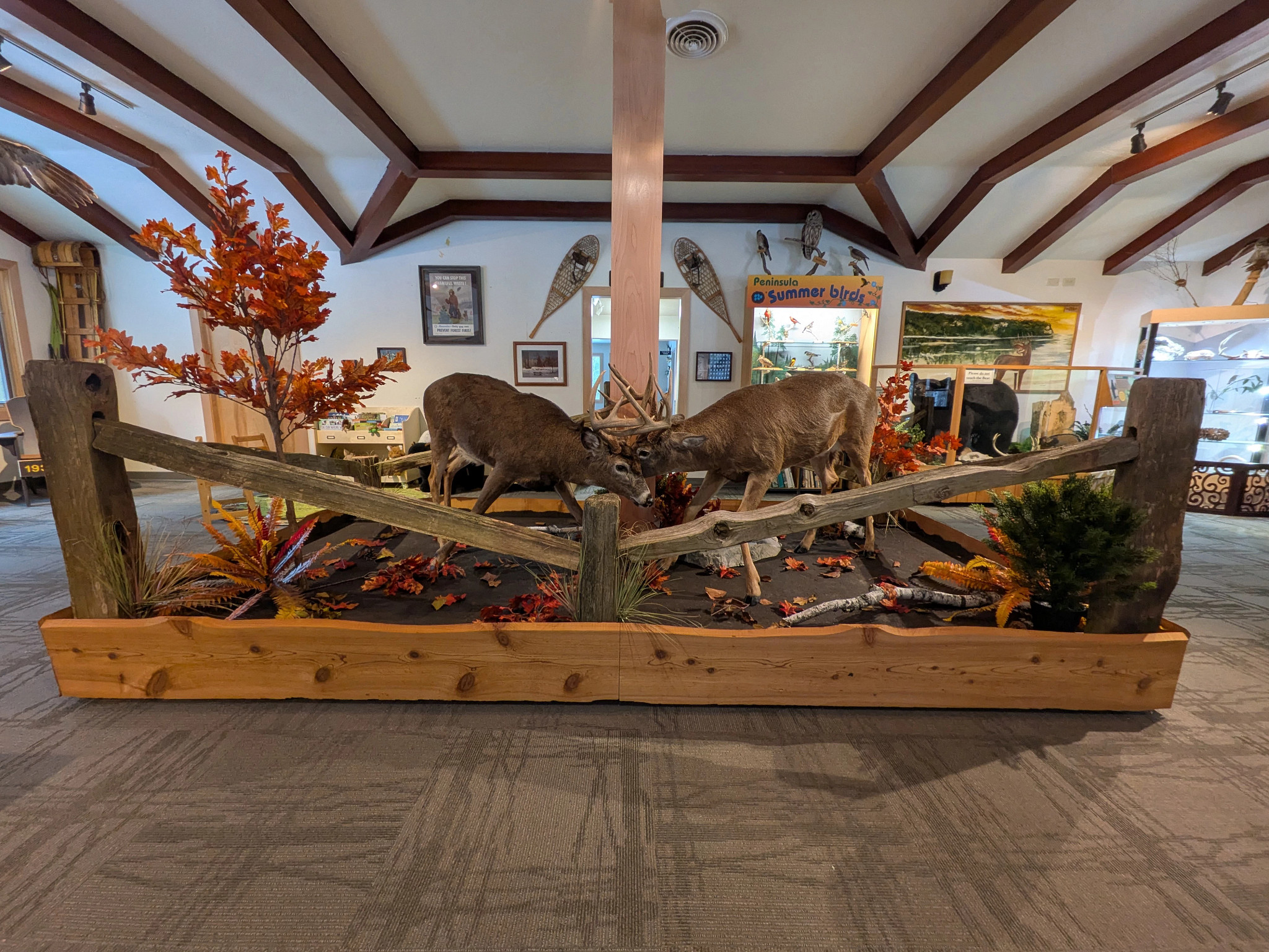 Two white-tailed deer bucks butt antlers in a taxidermy display inside the nature center.