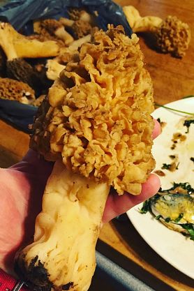 Morel mushroom in hand