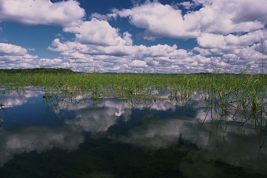 A view of a wild rice field, with tall green grass-like fronds of wild rice plants sticking up out of the water.