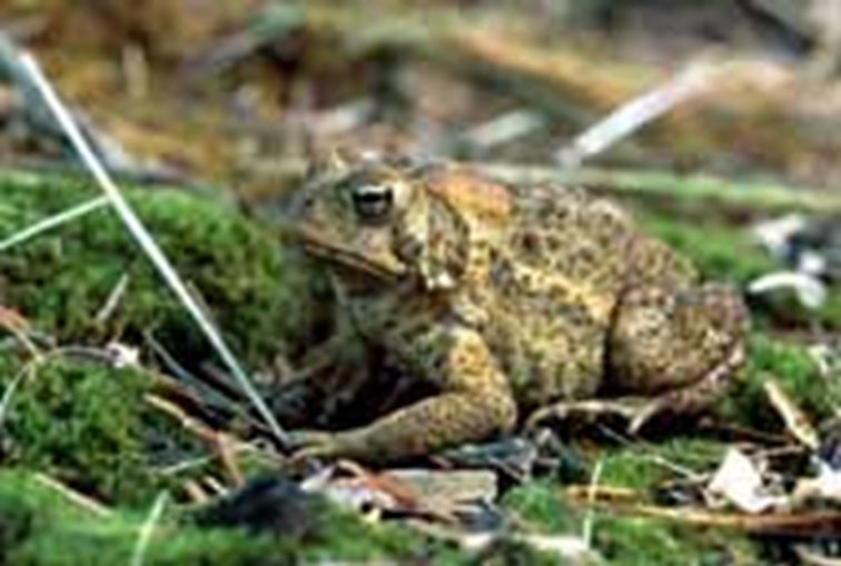 americantoad.jpeg