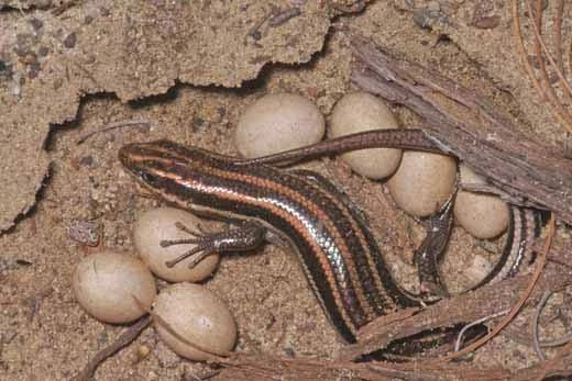 Five_lined_Skink_and_eggs.jpeg