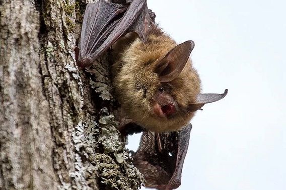 A brown bat clings to the side of a tree.