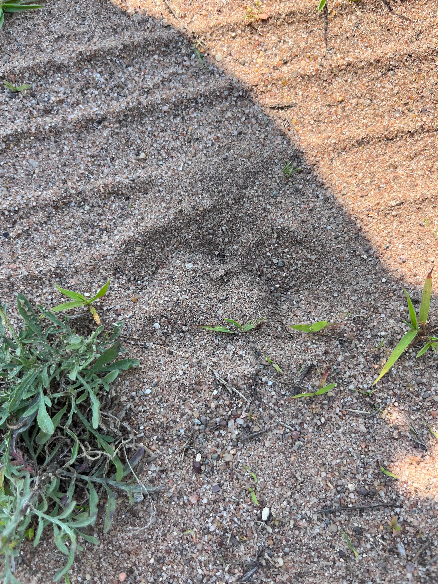 Photo of a cougar track in the sand.