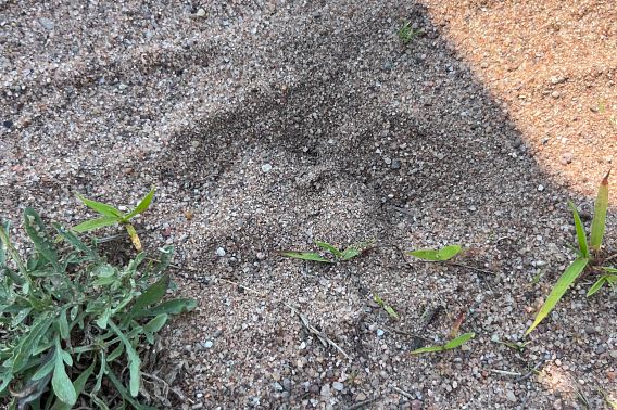 Photo of a cougar track in the sand.