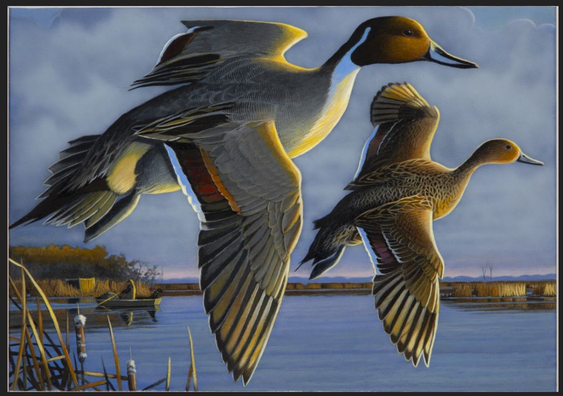 2021 Waterfowl stamp by Caleb Metrich