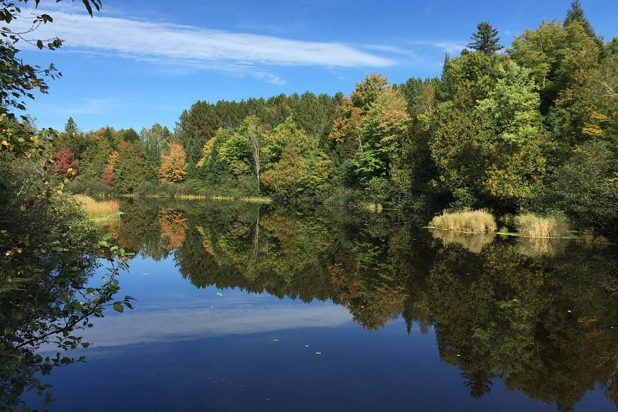 The tree-lined shoreline of one of the many lakes in the Prairie River Fisheries Area.