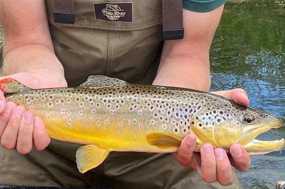 A brown trout held by an angler with a gently flowing stream in the background