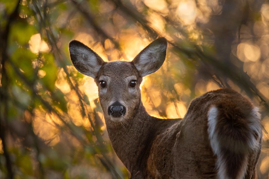 An antlerless white-tail deer looks straight into the camera in front of a blurred woods. 