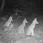 coyote_adams_32060334sq.jpg
