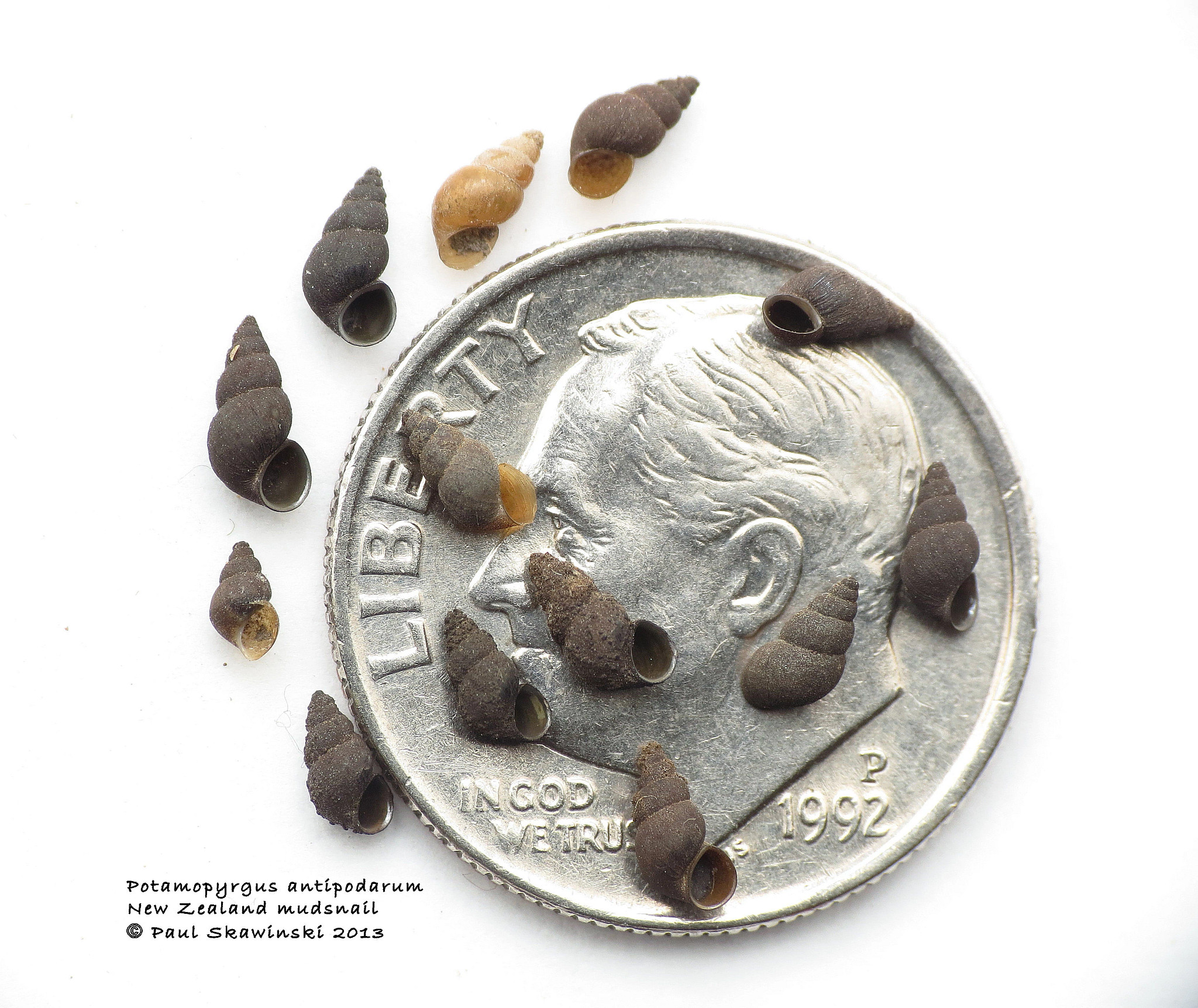 A number of New Zealand mudsnails shown as tiny in comparison to a U.S. dime. 