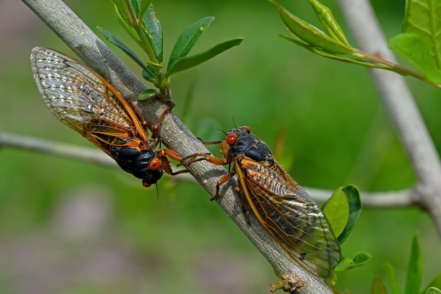 Two periodical cicadas, with brown wings, red eyes and a small black body, climb toward each other on a small tree branch.