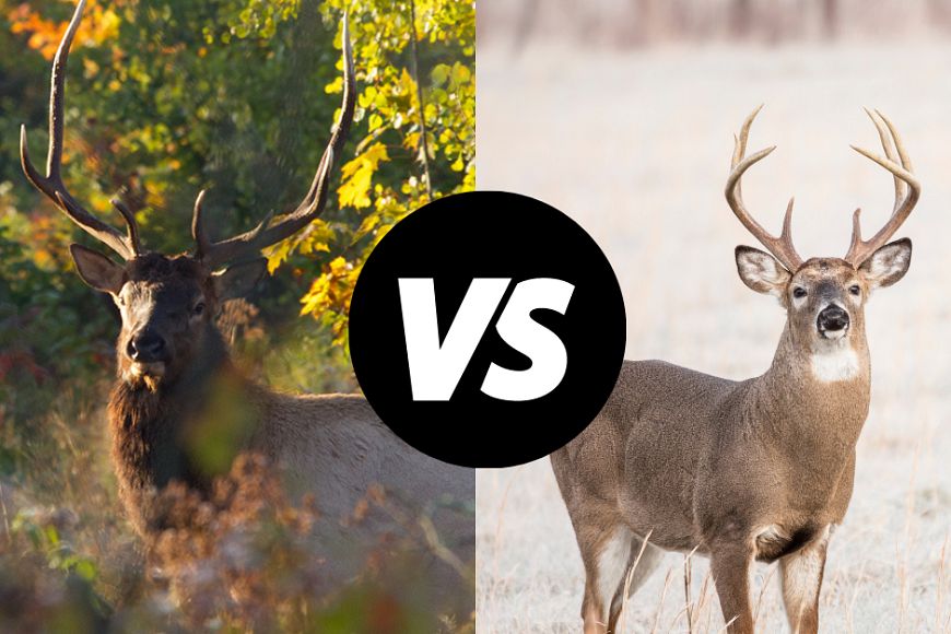 A side-by-side image of a male elk on the left and a male white-tailed deer on the right.