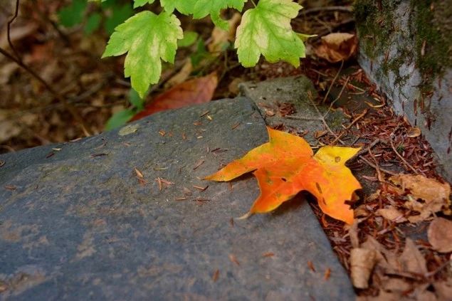 An image of a fall leaf.