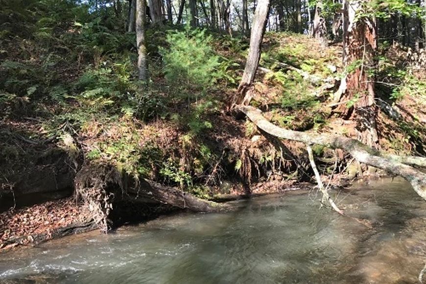 trout pool under log on flowing creek