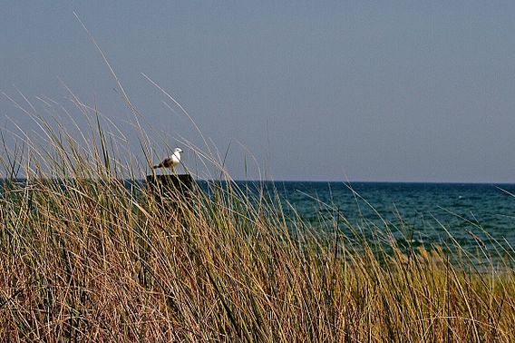 A seagull sitting on a perch with brush in the foreground and water in the background. 