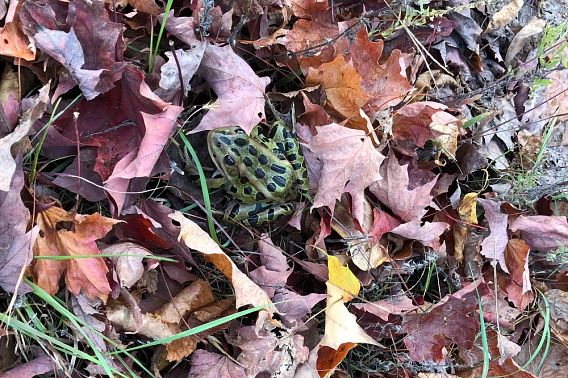 northern leopard frog hidden among leaves