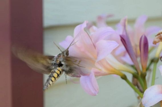 sphinx moth