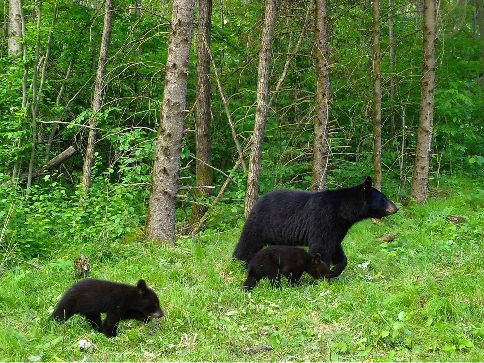 An image of a black bear sow 