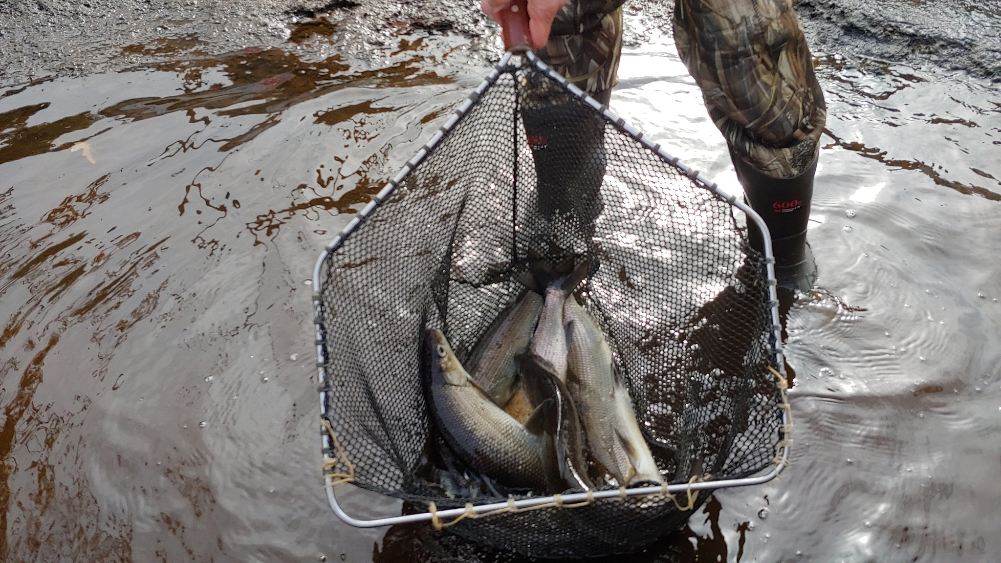The legs of a person wearing camo and rubber wading boots in shallow water are visible as the person holds up a net containing four or five whitefish. 