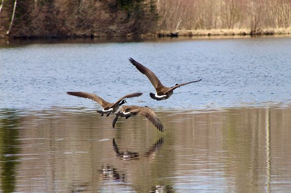 geese flying low over water
