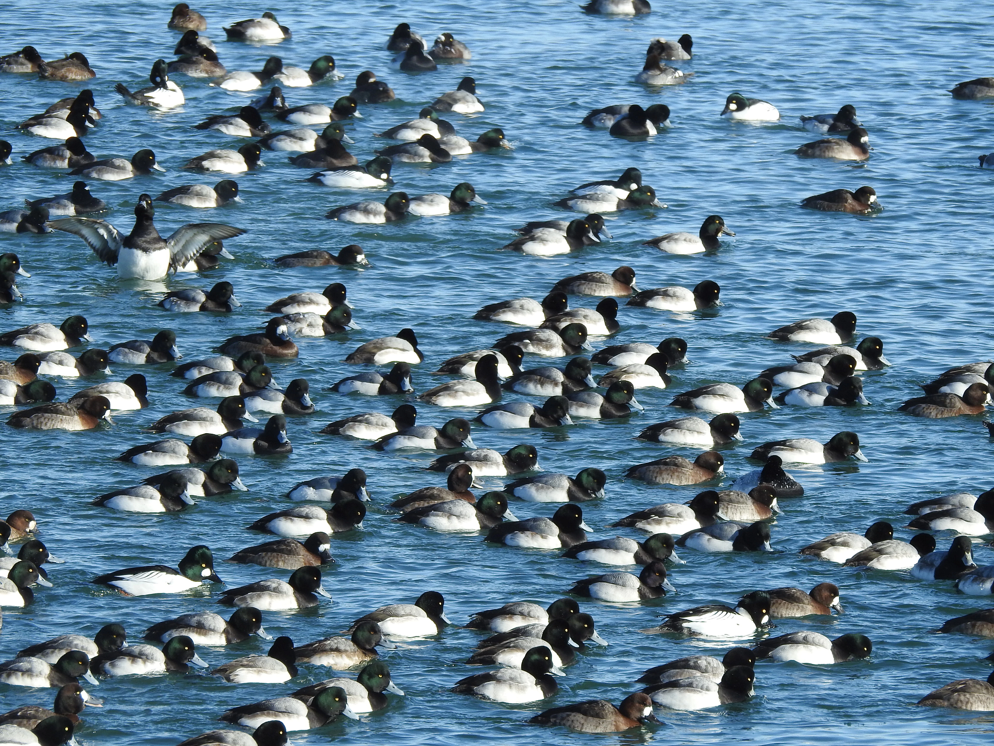 Dozens of similar looking Winter Scaup and Goldeneye Ducks fill the water. They all strike a similar pose, facing to the right, except for one—one duck faces the camera, with its body lifted out of the water and wings outstretched.