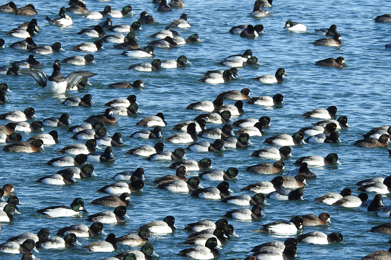Dozens of similar looking Winter Scaup and Goldeneye Ducks fill the water. They all strike a similar pose, facing to the right, except for one—one duck faces the camera, with its body lifted out of the water and wings outstretched.
