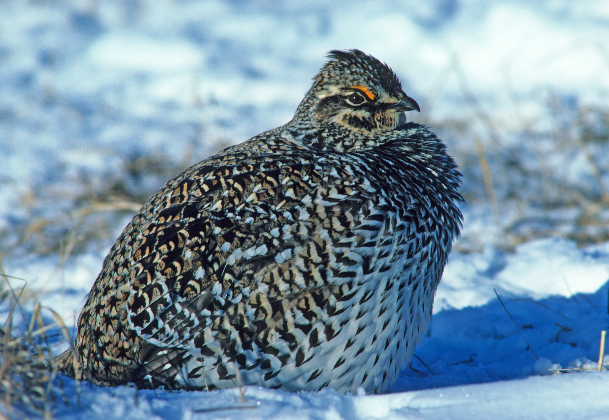Close up view of male sharp-tailed grouse sitting in snow