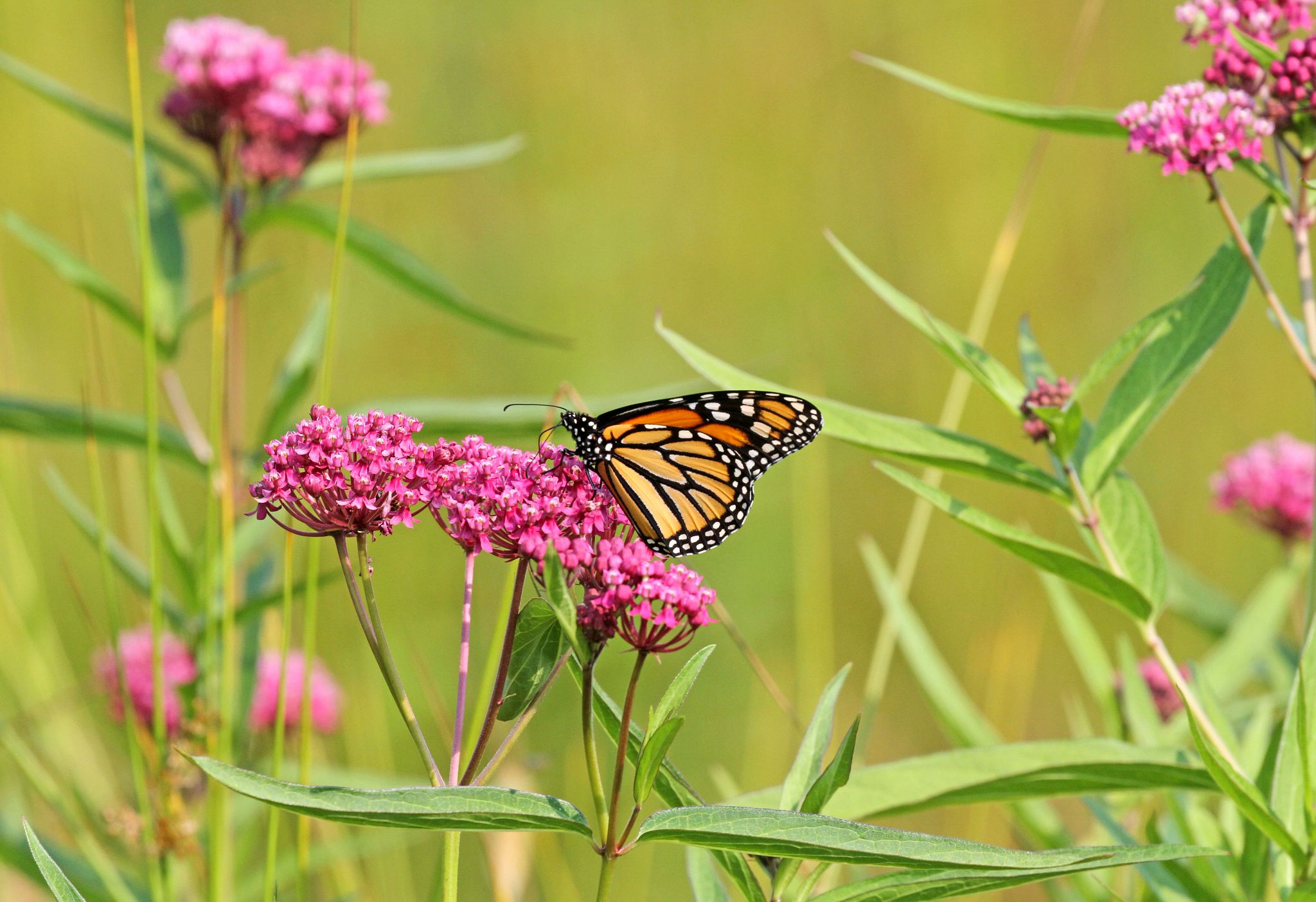 Wisconsin DNR news release