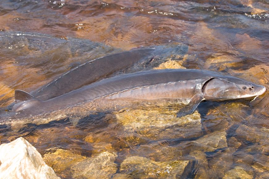Two lake sturgeon swimming in shallow water above a rocky riverbed.