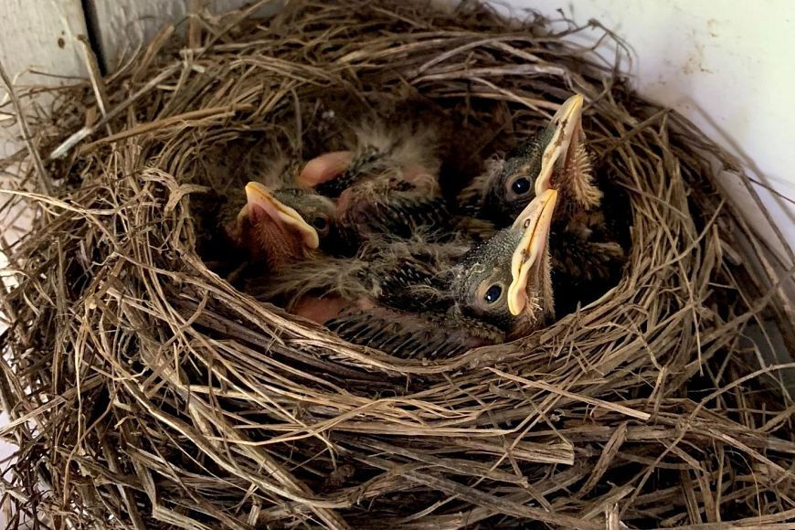 young birds in a nest on wooden surface