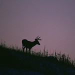usfws-white-tailed-deer-large-2sq.jpg