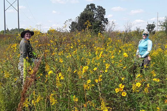 Two volunteers stand in a prairie of yellow flowers on tall, green stalks on a sunny day.