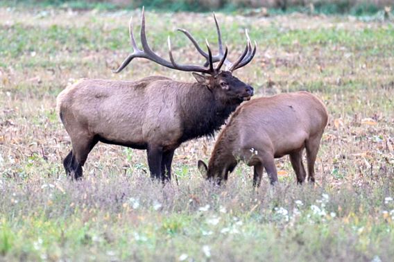 Two elk, one with antlers and one without, standing in a field.