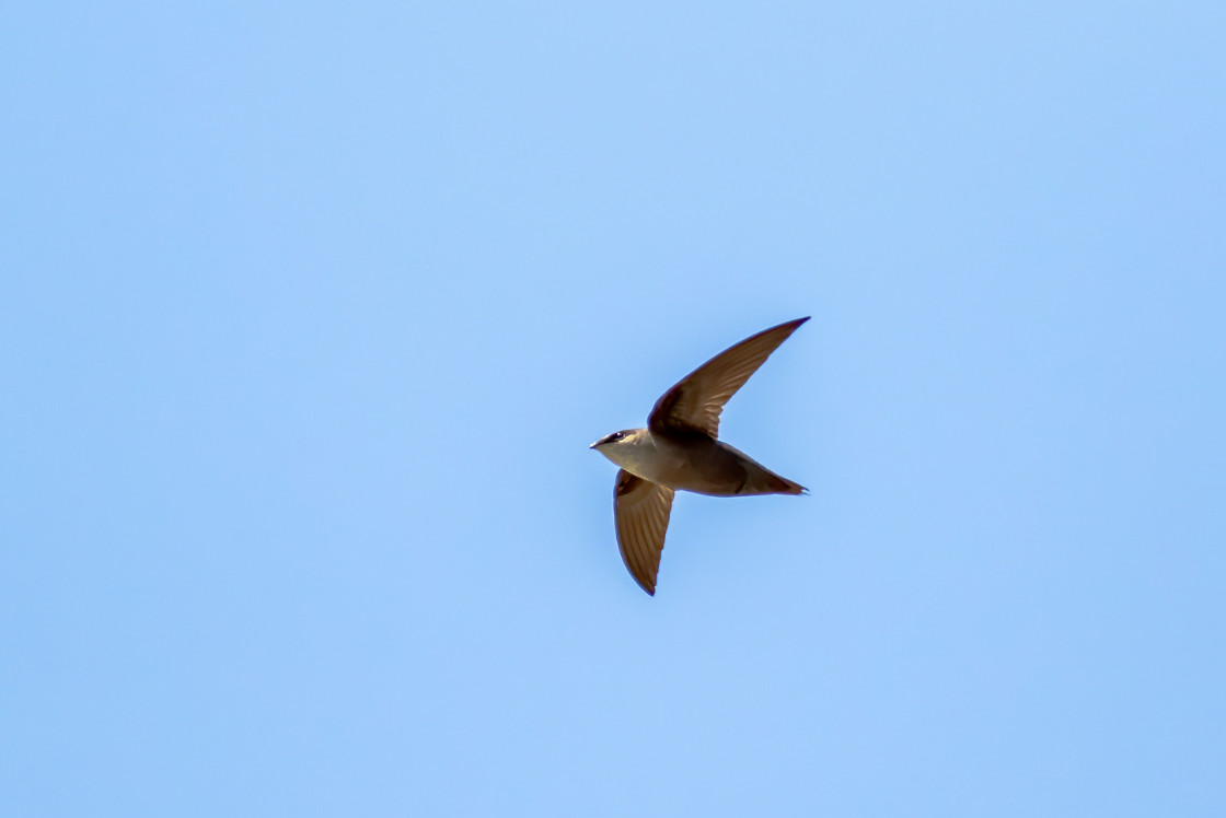 A chimney swift soars in a clear blue sky.