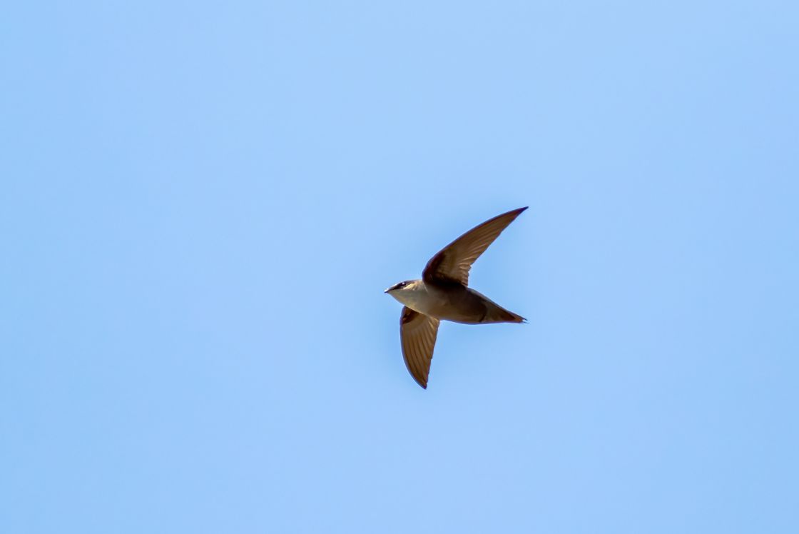New Mapping Site To Track Chimney Swift Roosts Launches