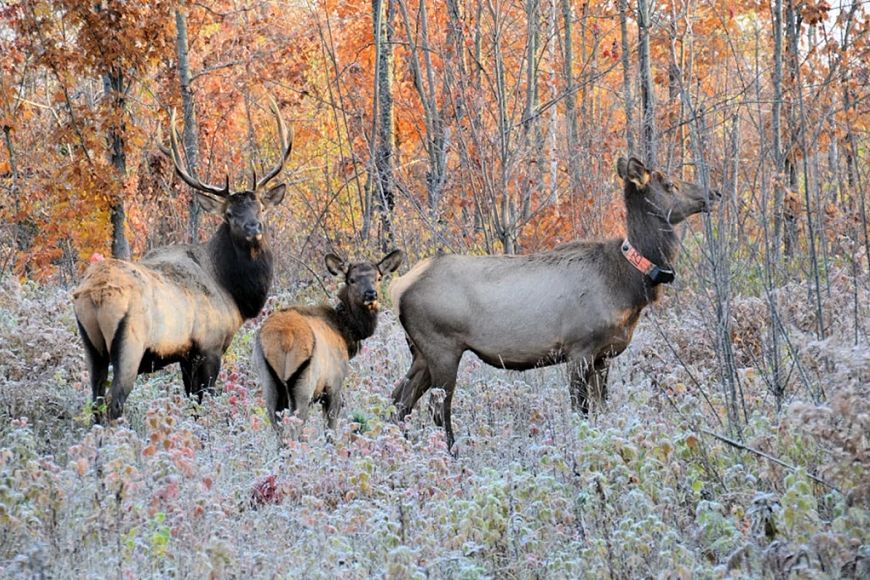 A bull elk and two antlerless elk standing in the woods. 