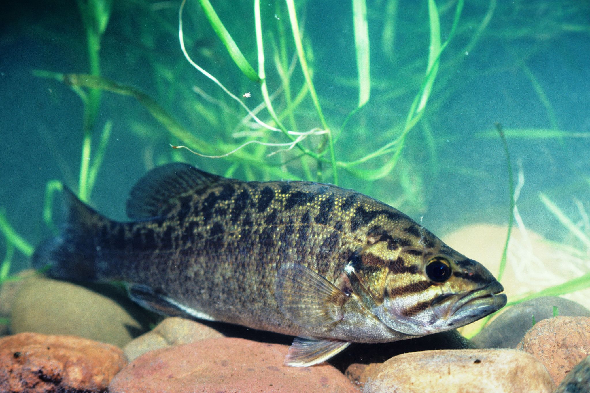 An image of a bass at the bottom of a water body. 