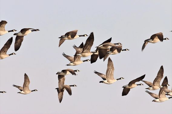 A flock of Canada geese flying.