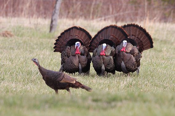 Three male turkeys standing in a field with a female turkey walking in the foreground.