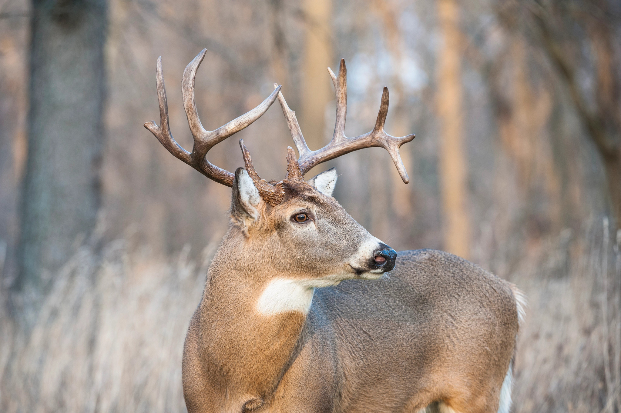 An alert buck in a fall field