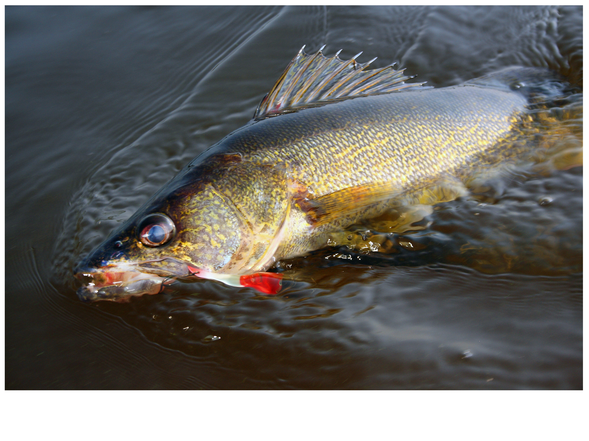 A walleye with a lure in its mouth hits the surface while battling an anglers.