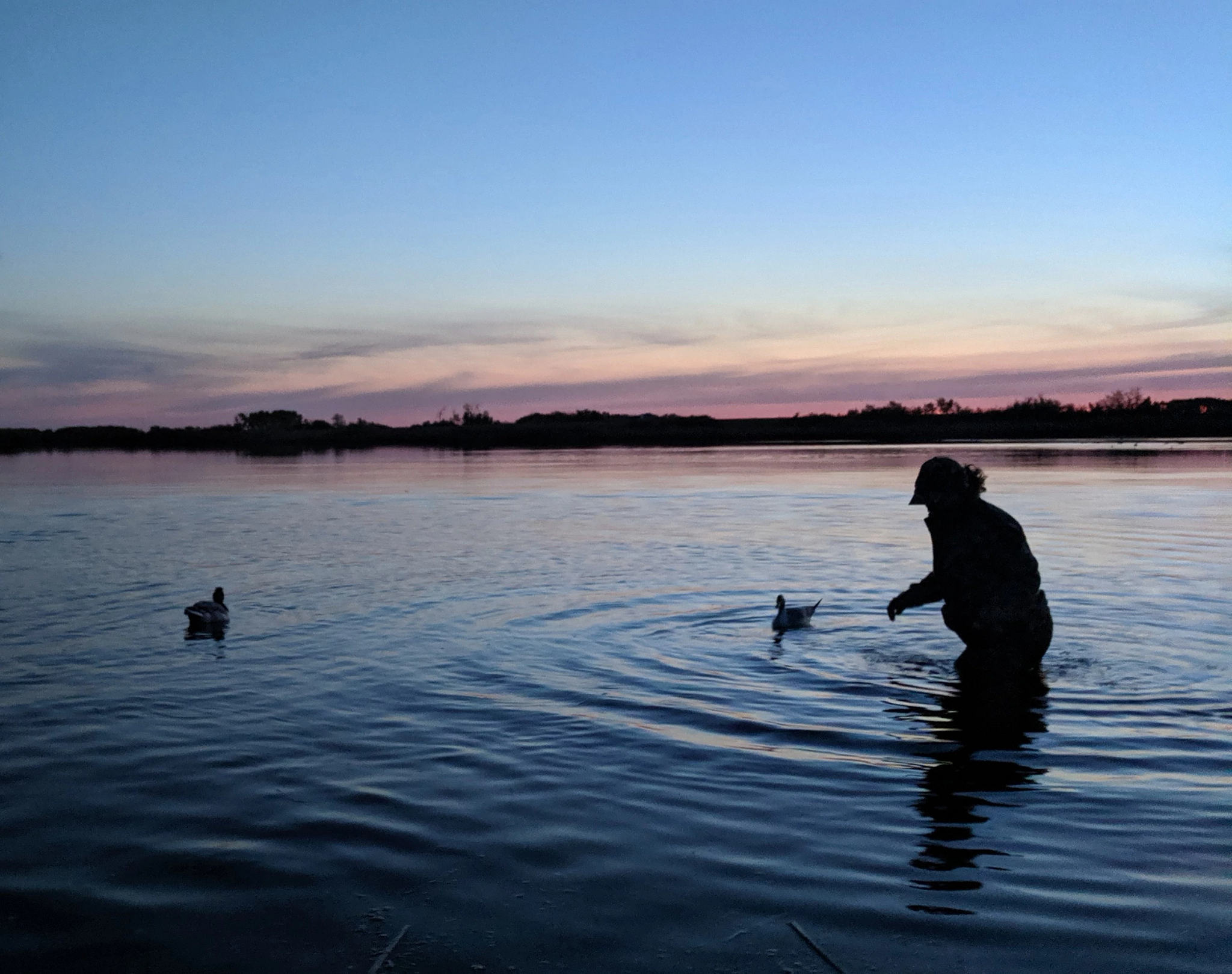 woman wading in shallow water at sunrise to position duck decoys