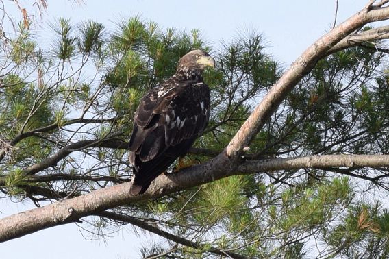 juvenile bald eagle