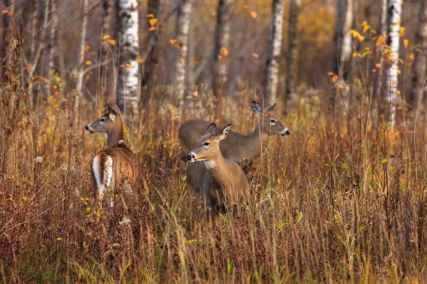 Three antlerless deer standing in a field near the woods.