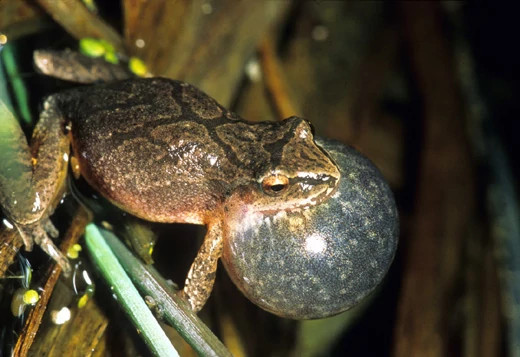 A spring peeper frog mid-call with throat enlarged. 