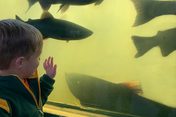 A young child views a steelhead at the Root River Steelhead Facility