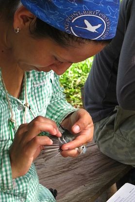 woman holds cerulean warbler